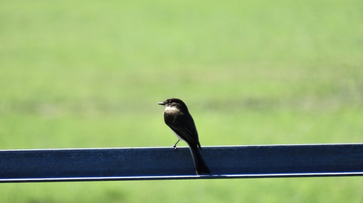 Eastern Phoebe - ML642559055
