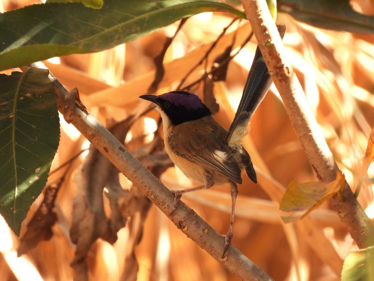 Purple-crowned Fairywren - ML642559065