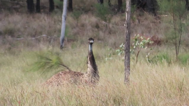 Emu - ML642559078