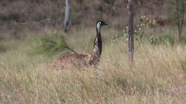 Émeu d'Australie - ML642559079