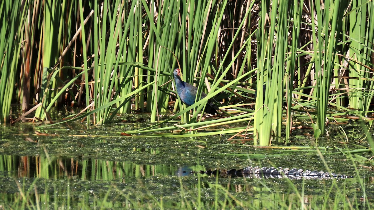 Gray-headed Swamphen - ML642559080