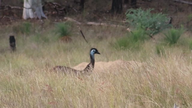 Emu - ML642559091