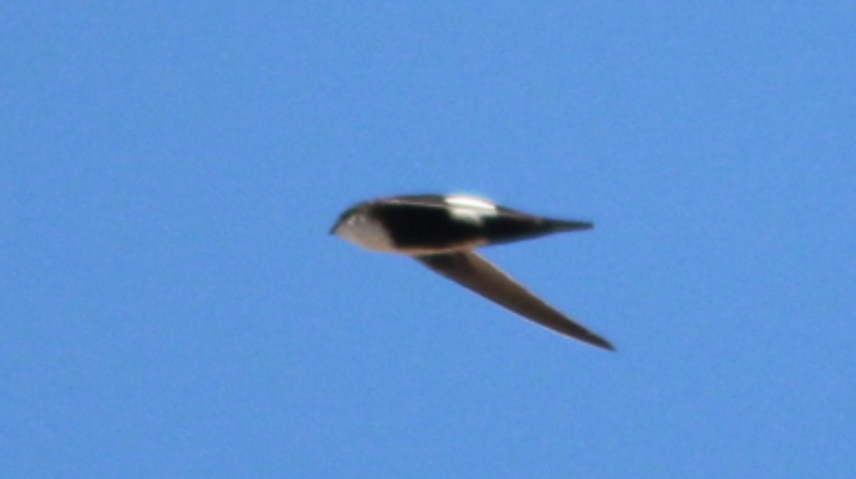 White-throated Swift - ML642559092