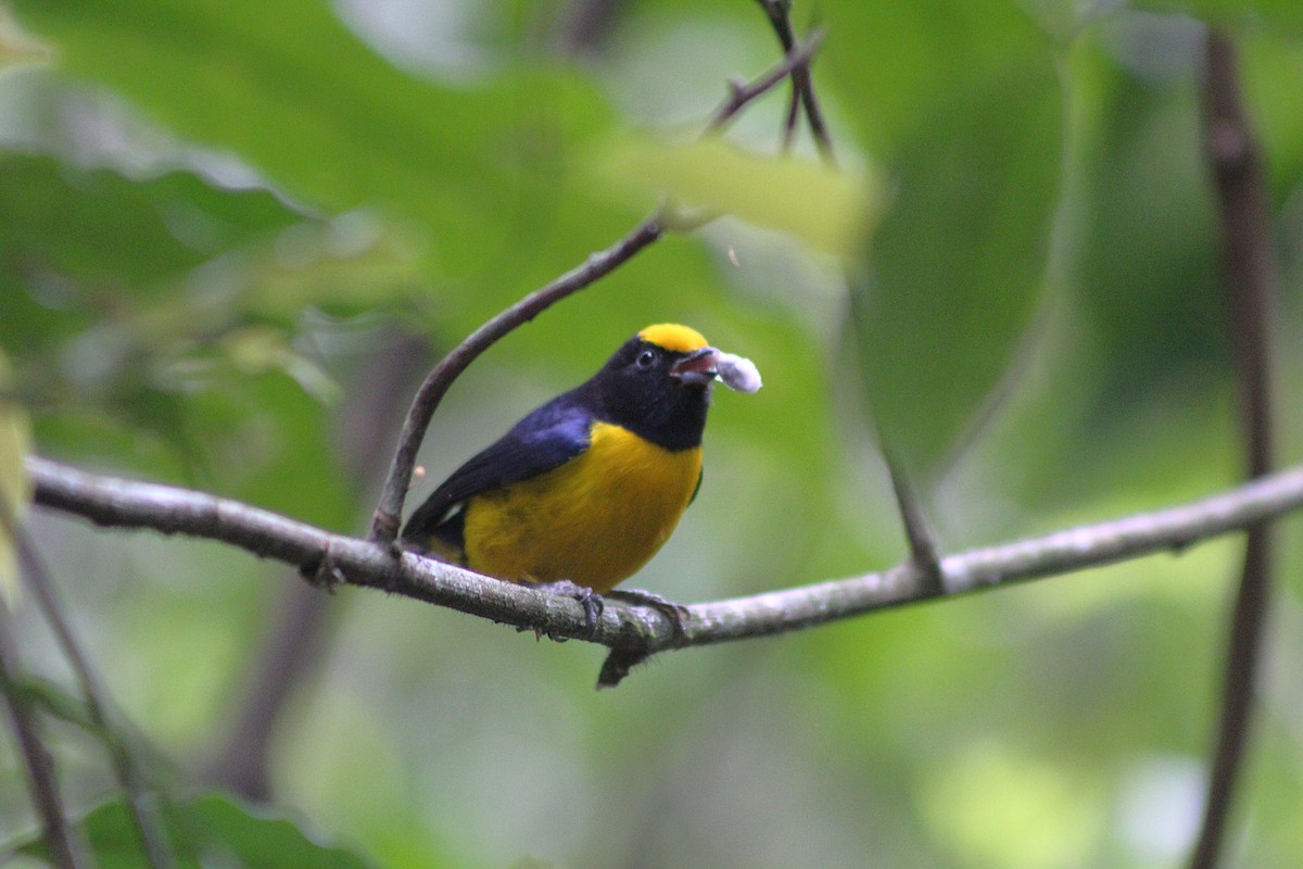 Orange-bellied Euphonia - ML642559102