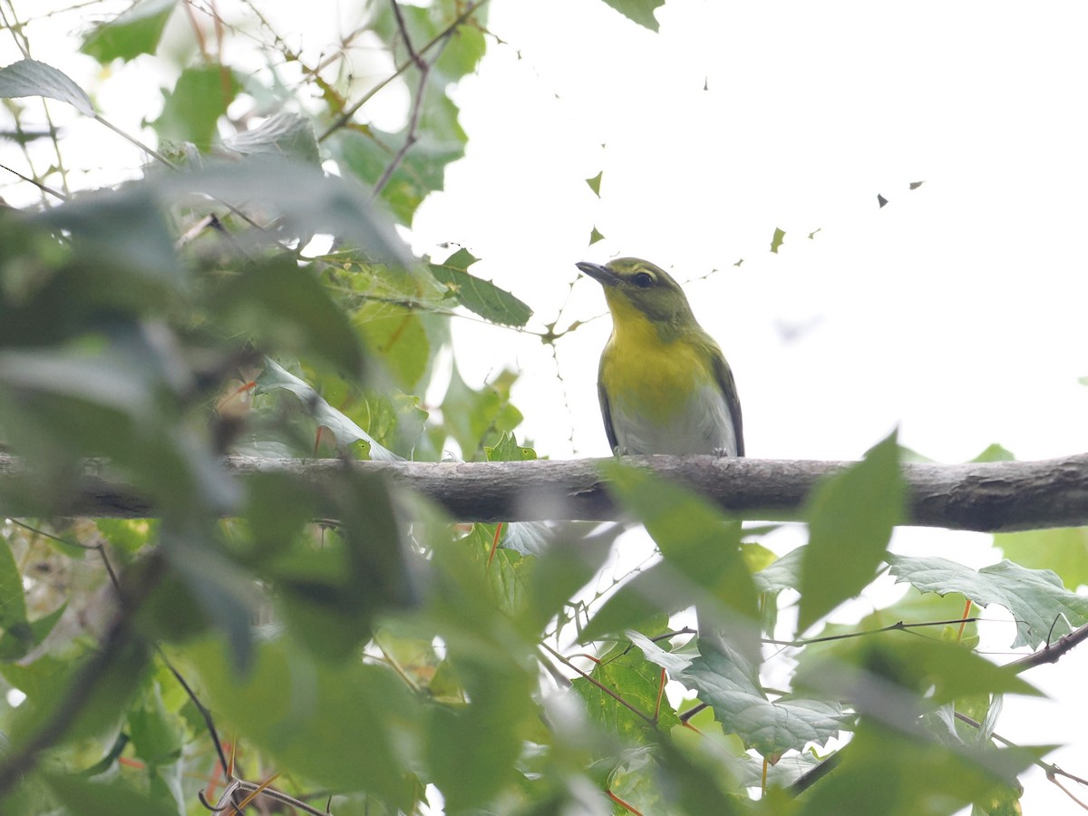 Yellow-throated Vireo - ML642559106