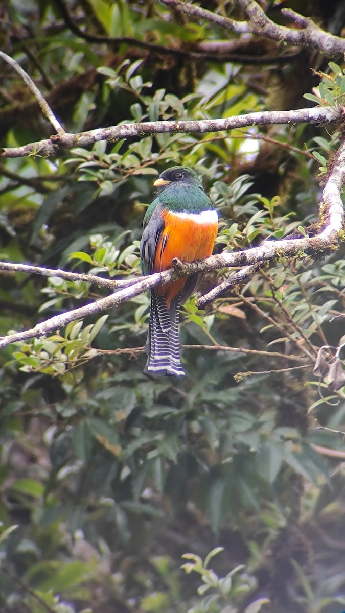 Collared Trogon - ML642559118