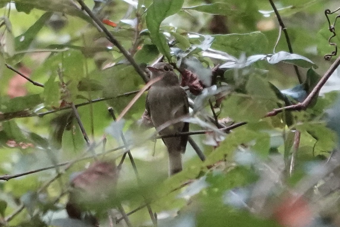 Acadian Flycatcher - ML642559126