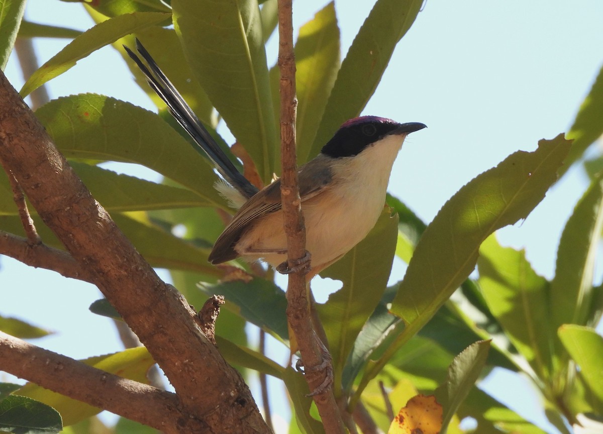 Purple-crowned Fairywren - ML642559128