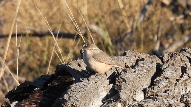 Rock Wren - ML642559182