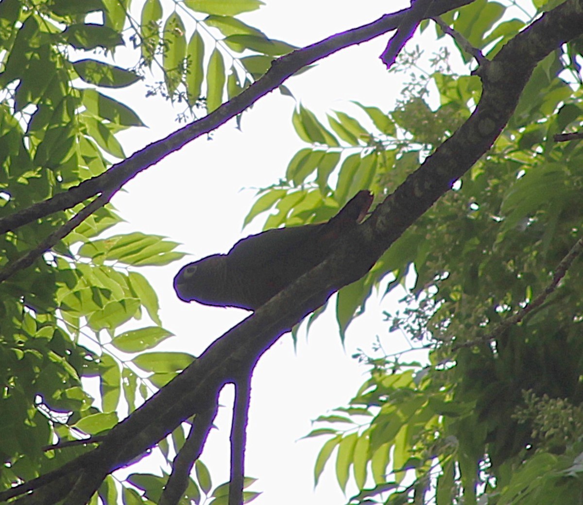 Maroon-bellied Parakeet - ML642559186
