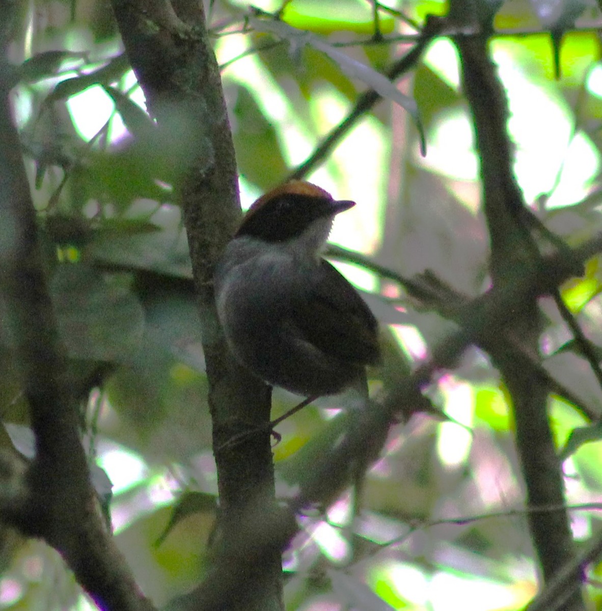 Black-cheeked Gnateater - ML642559202