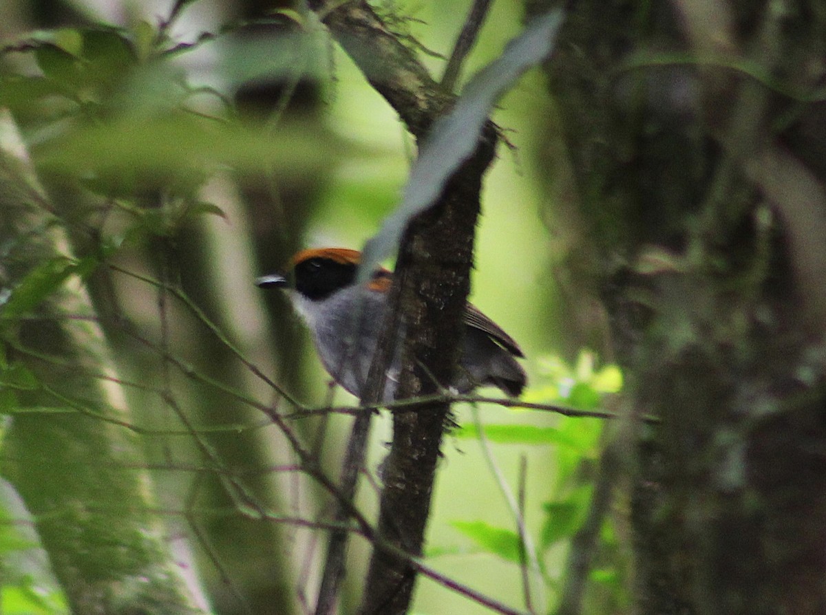 Black-cheeked Gnateater - ML642559203