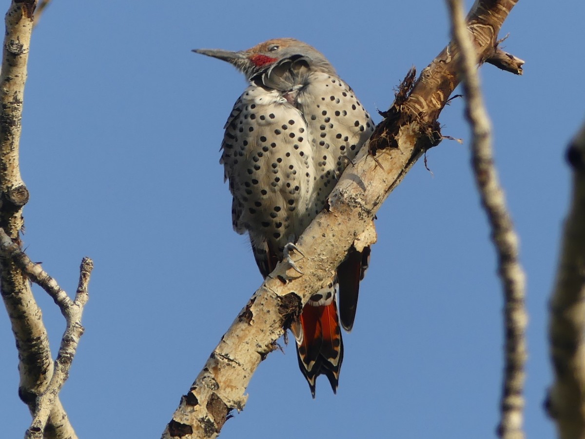 Northern Flicker - ML642559217