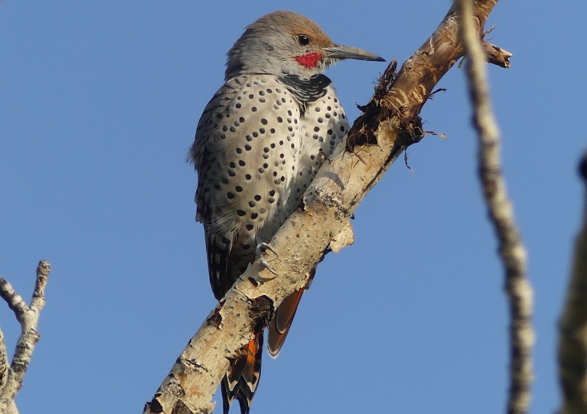 Northern Flicker - ML642559230