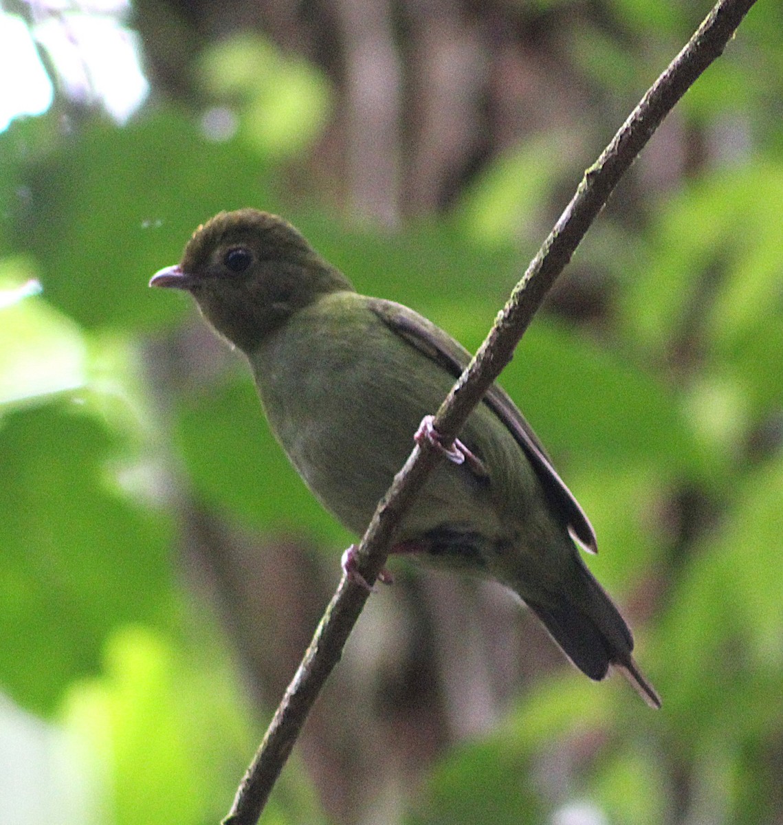 Manakin à longue queue - ML642559234