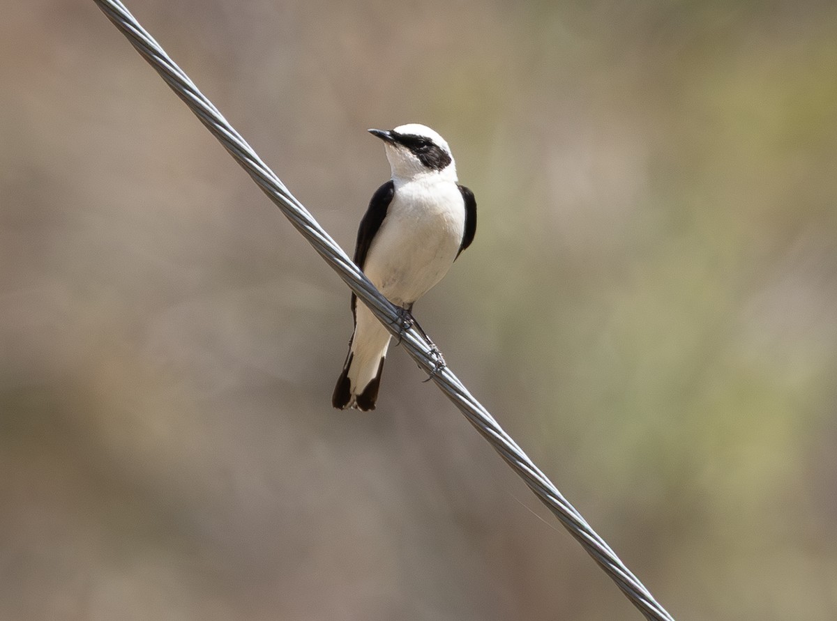 Eastern Black-eared Wheatear - ML642559240