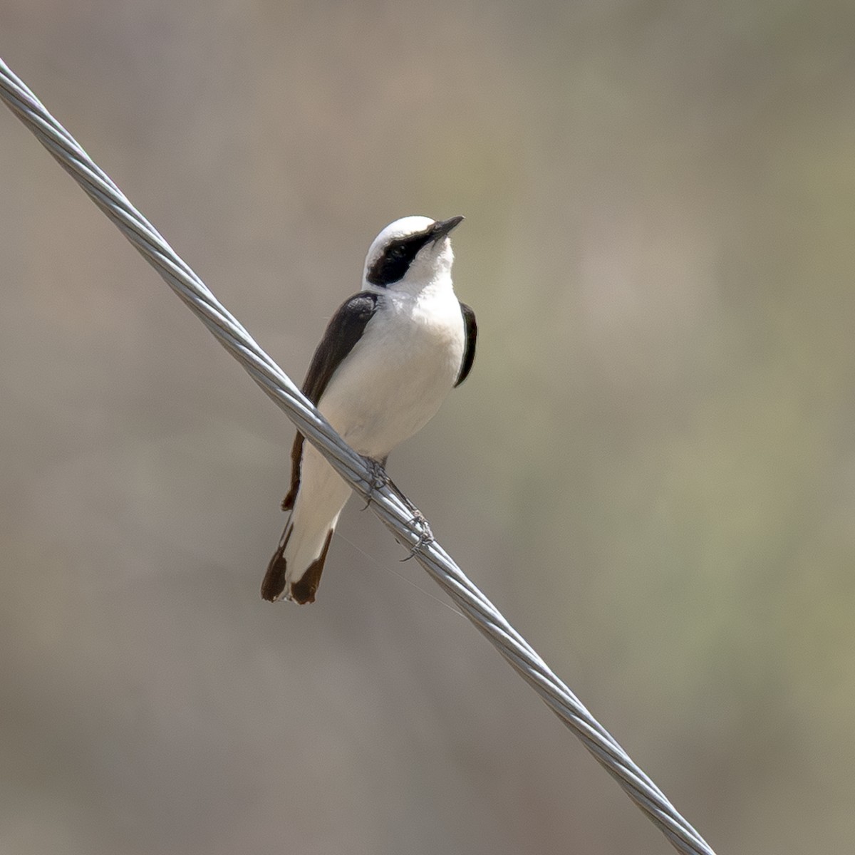 Eastern Black-eared Wheatear - ML642559241
