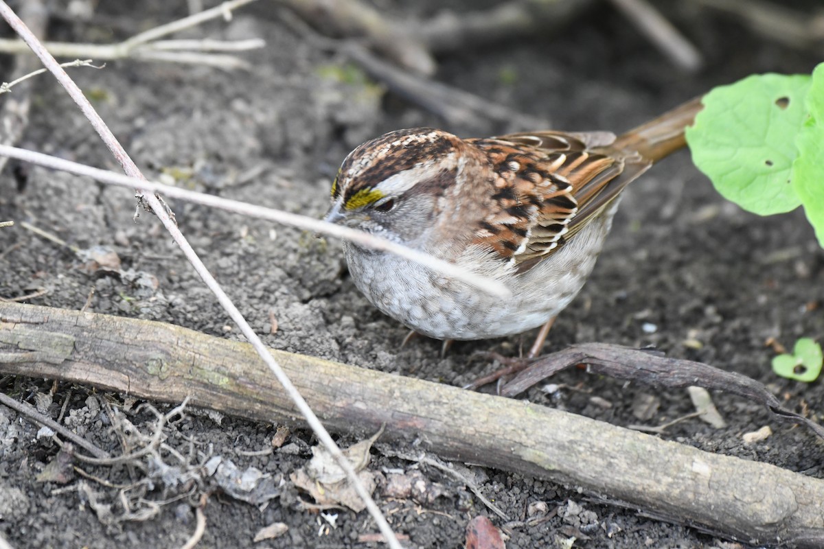 White-throated Sparrow - ML642559246
