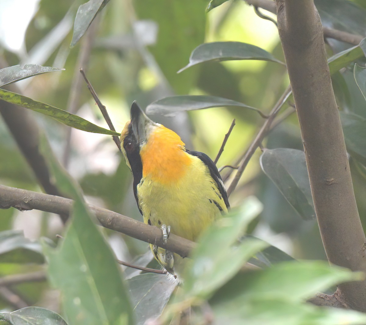 Gilded Barbet - ML642559254