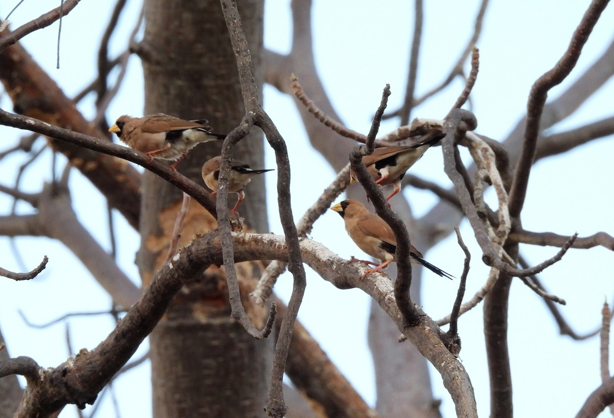 Masked Finch - ML642559269