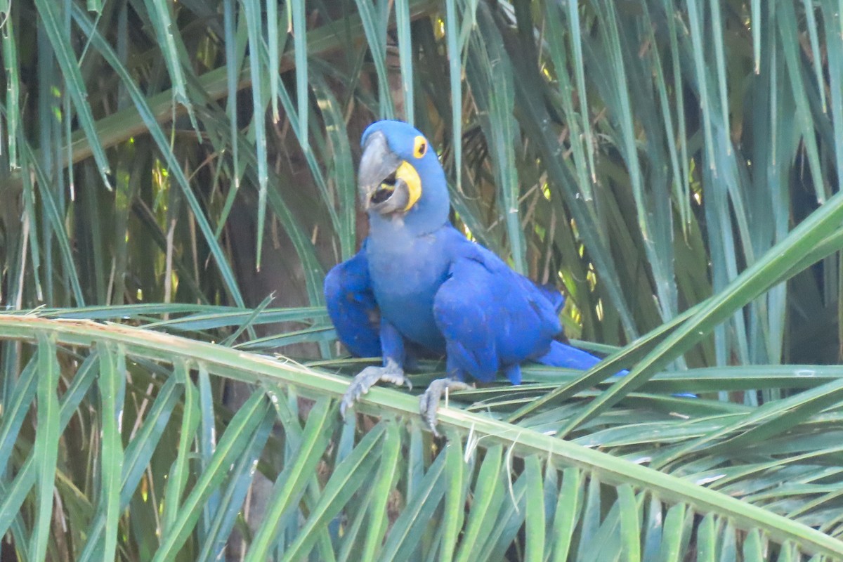 Hyacinth Macaw - ML642559280