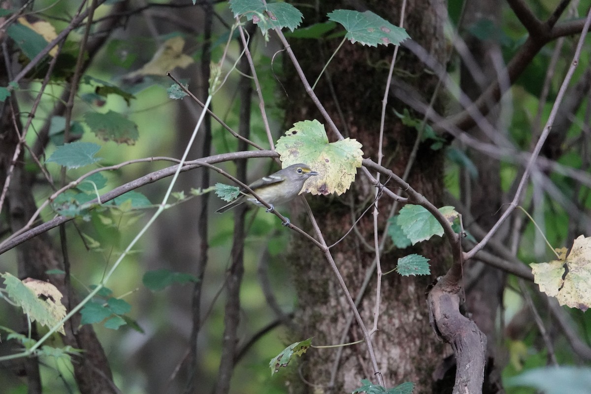 White-eyed Vireo - ML642559291