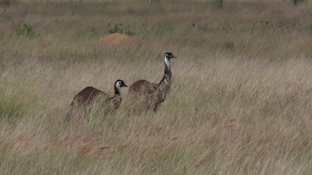 Emu - ML642559292
