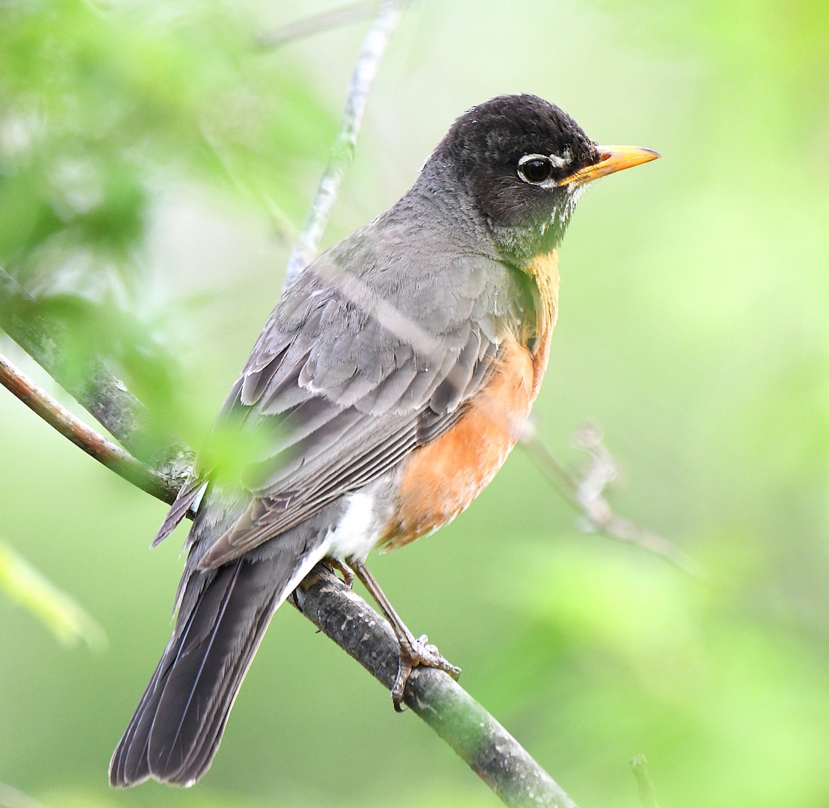 American Robin - ML642559305