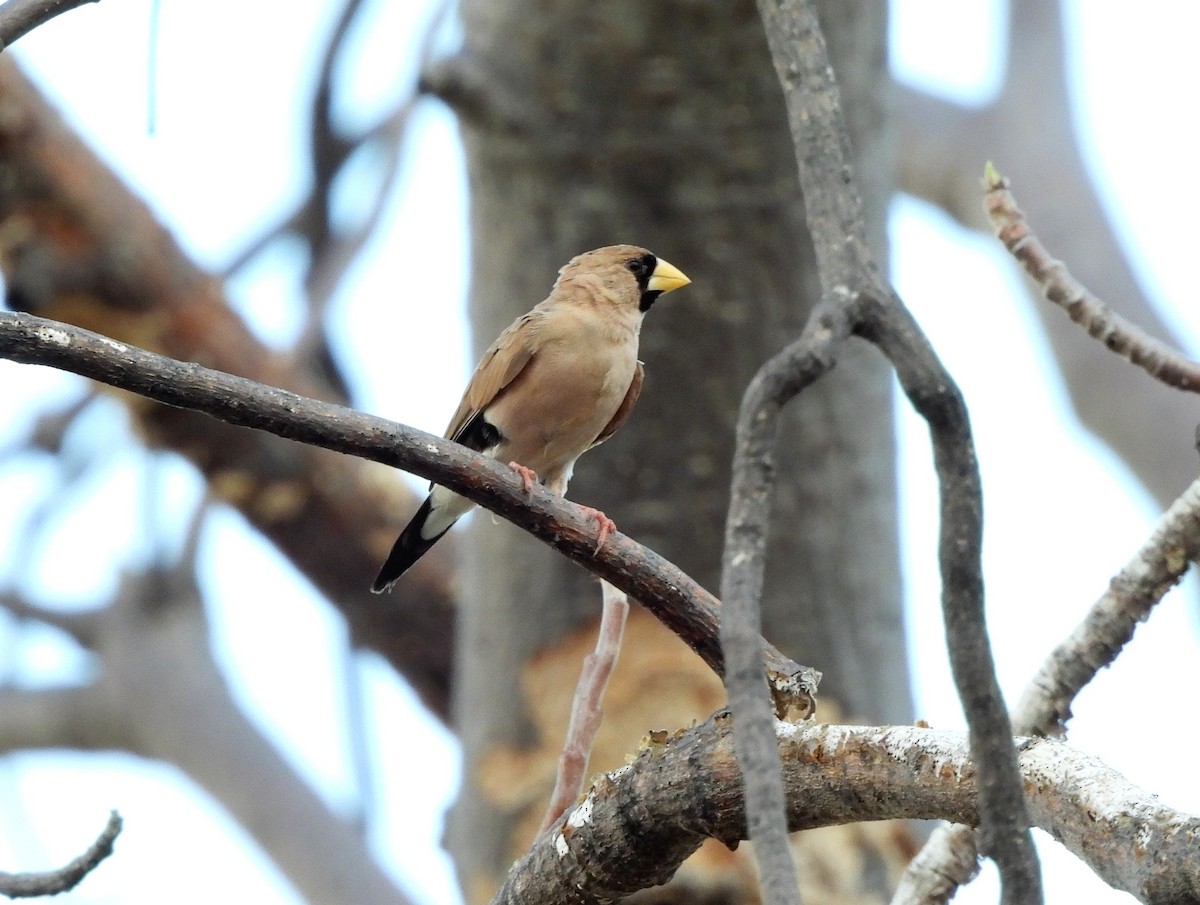 Masked Finch - ML642559332