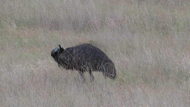 Emu - ML642559354