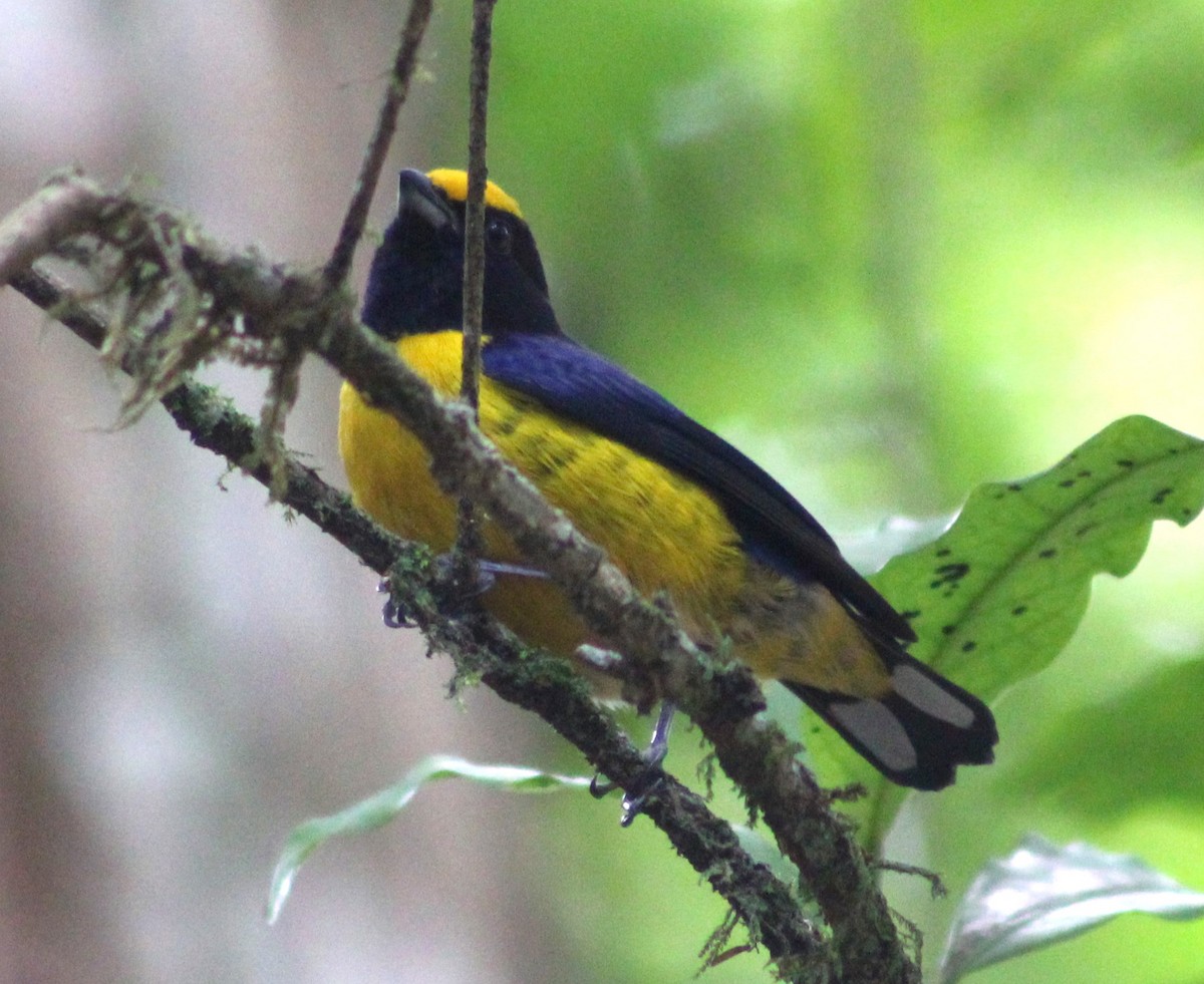 Orange-bellied Euphonia - ML642559366
