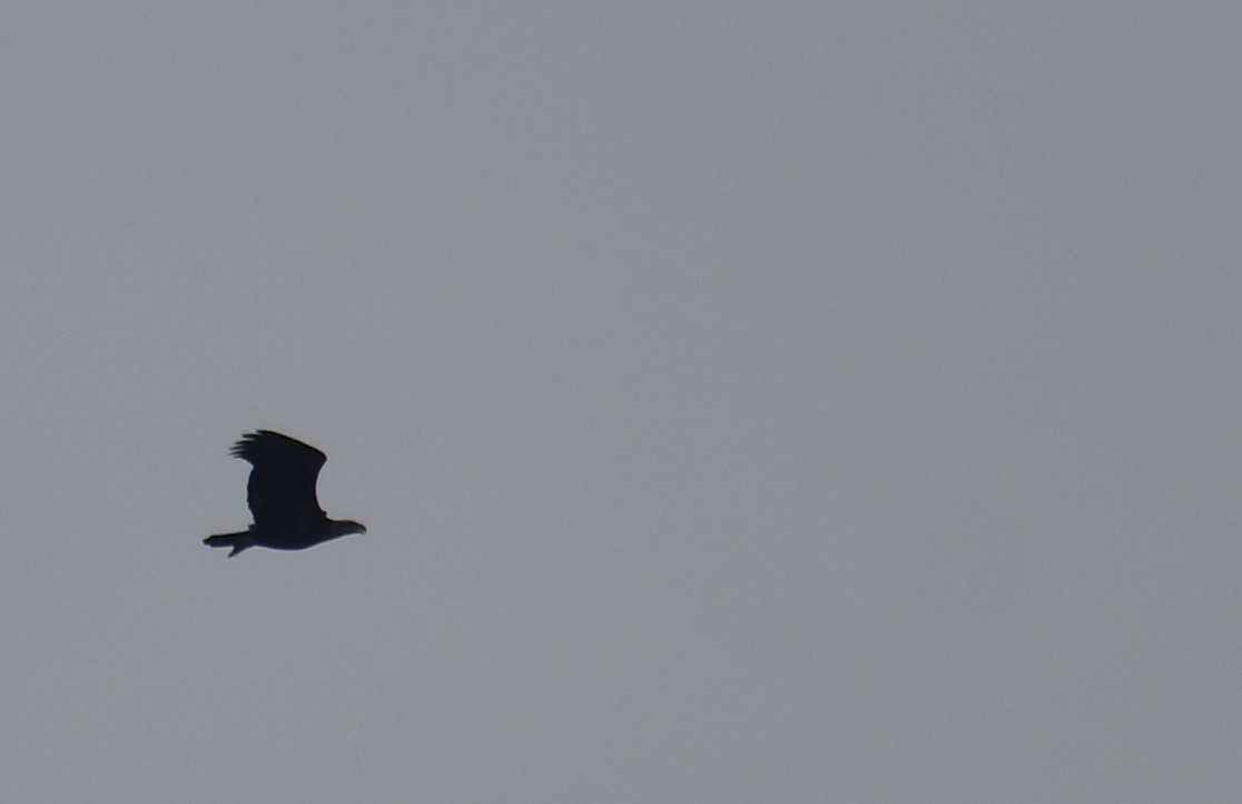 Bald Eagle - ML642559368