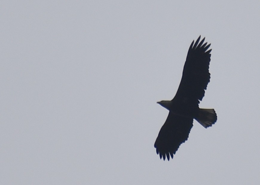 Bald Eagle - ML642559372