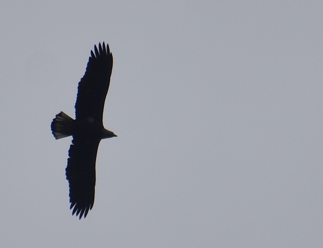 Bald Eagle - ML642559377