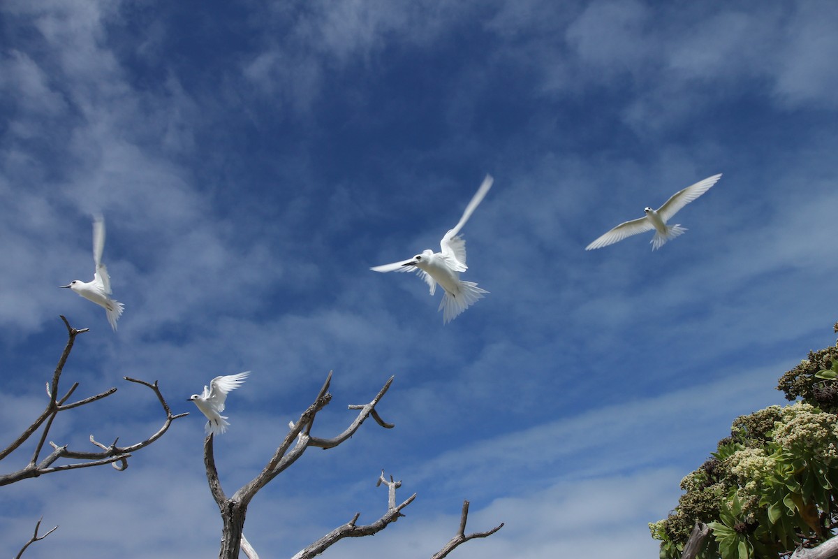 White Tern - ML642559378