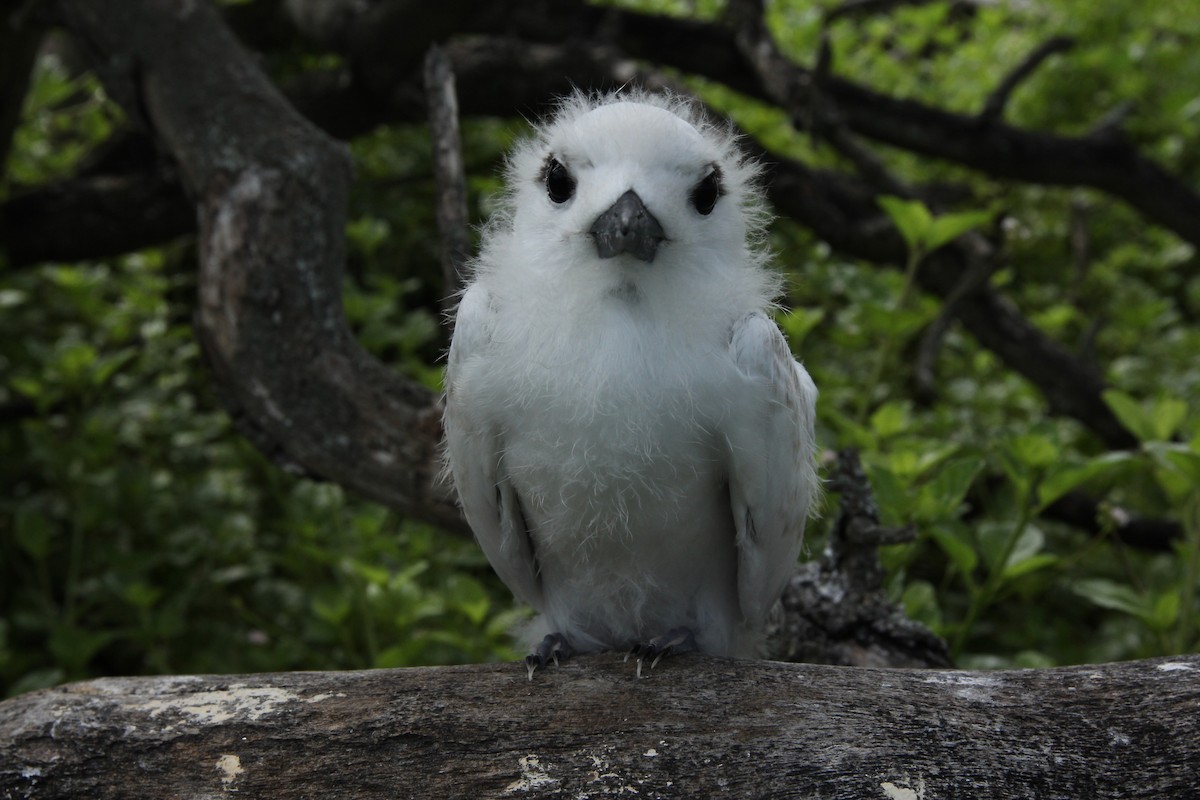 White Tern - ML642559380