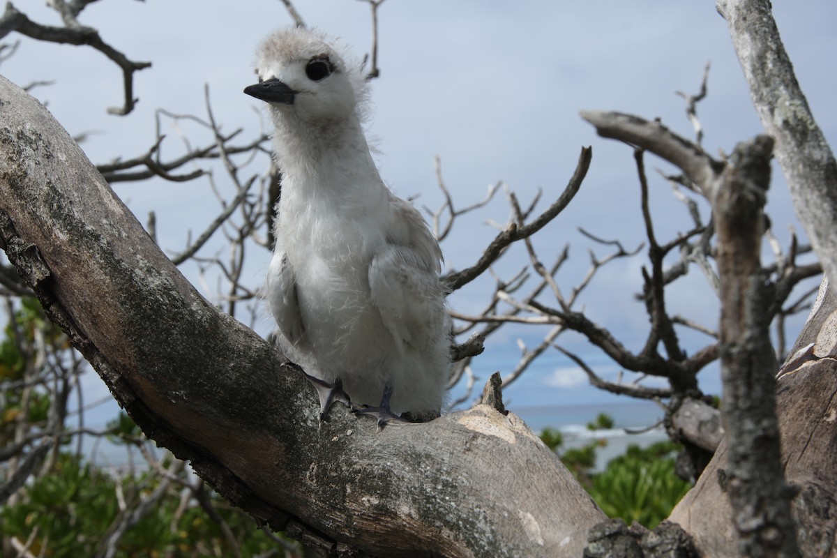 White Tern - ML642559381