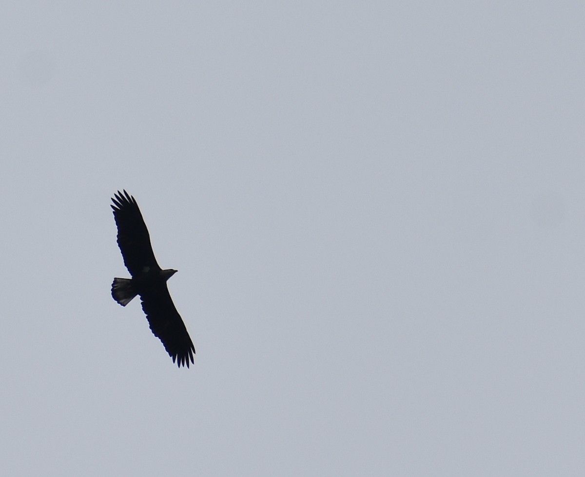 Bald Eagle - ML642559384