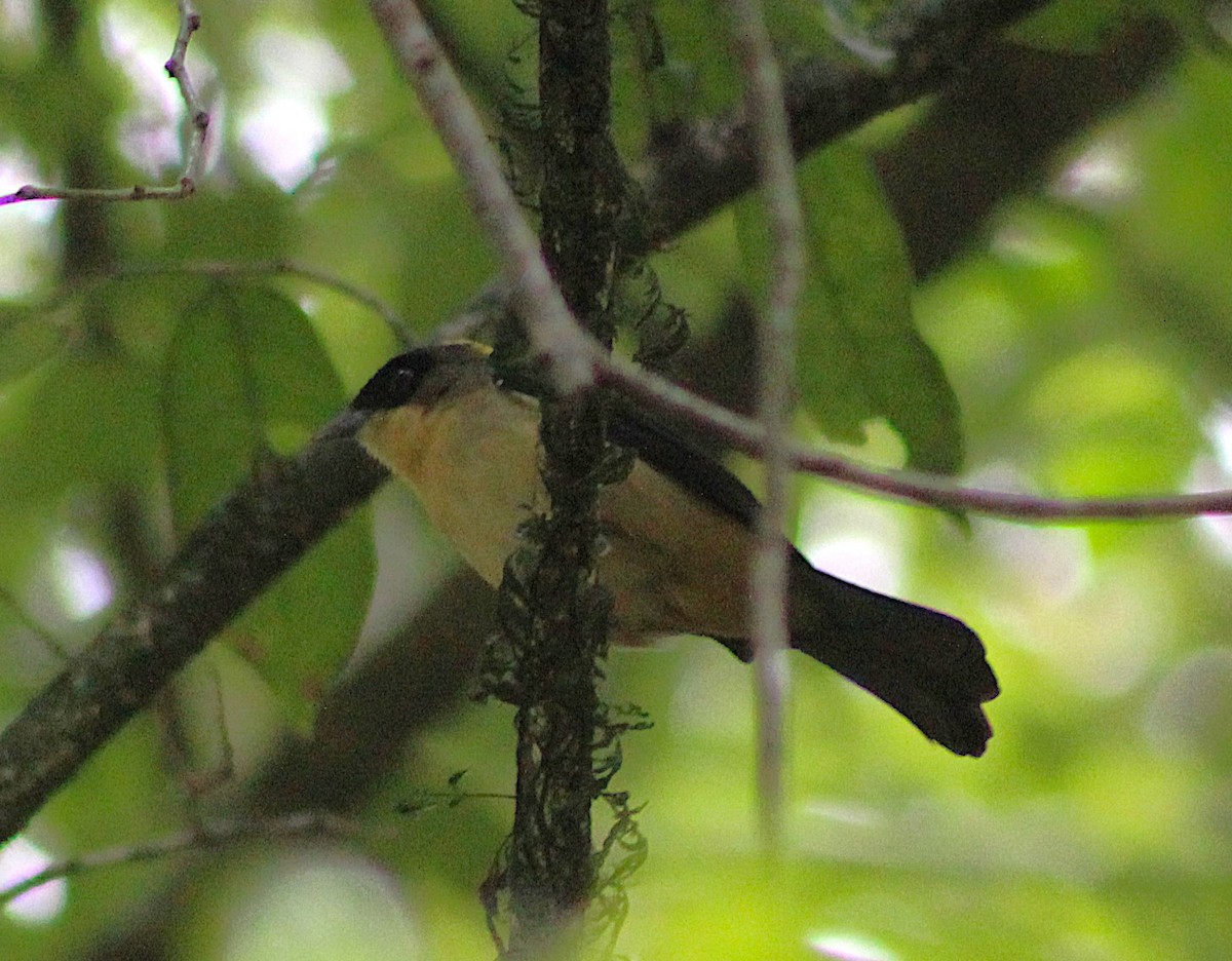 Black-goggled Tanager - ML642559385