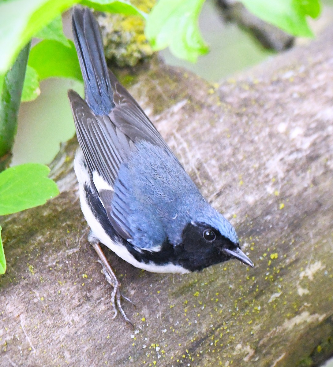Black-throated Blue Warbler - ML642559388
