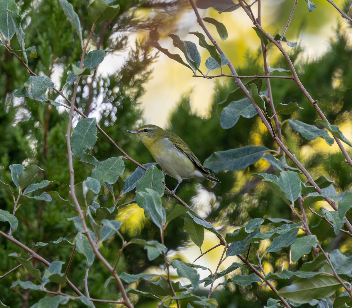 Tennessee Warbler - ML642559392