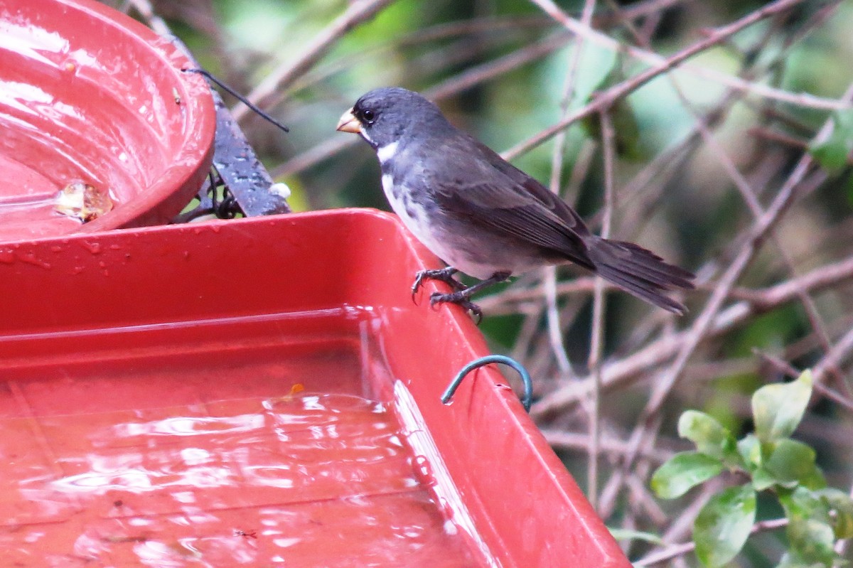 Double-collared Seedeater - ML642559396