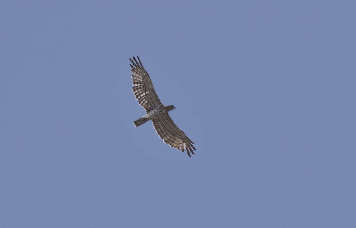 Short-toed Snake-Eagle - ML642559413