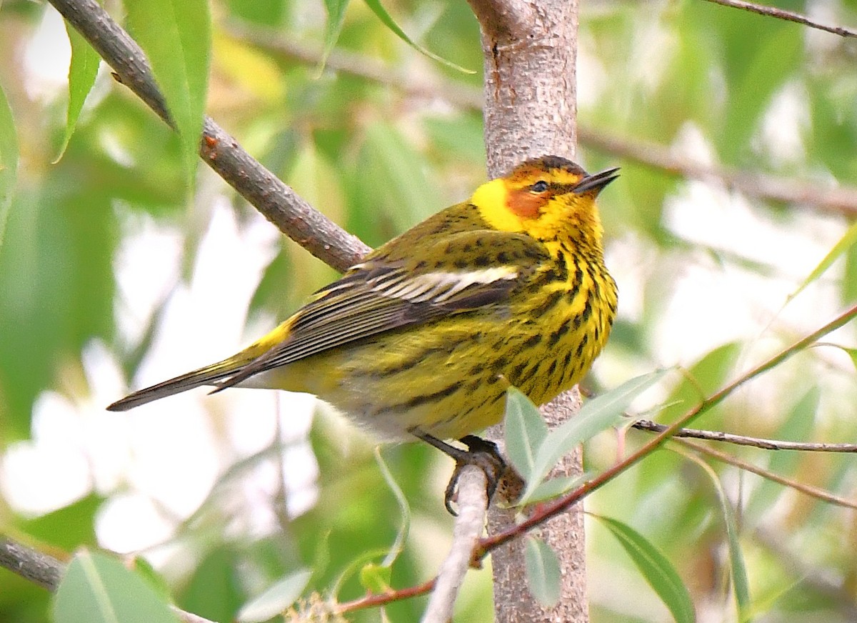 Cape May Warbler - ML642559417