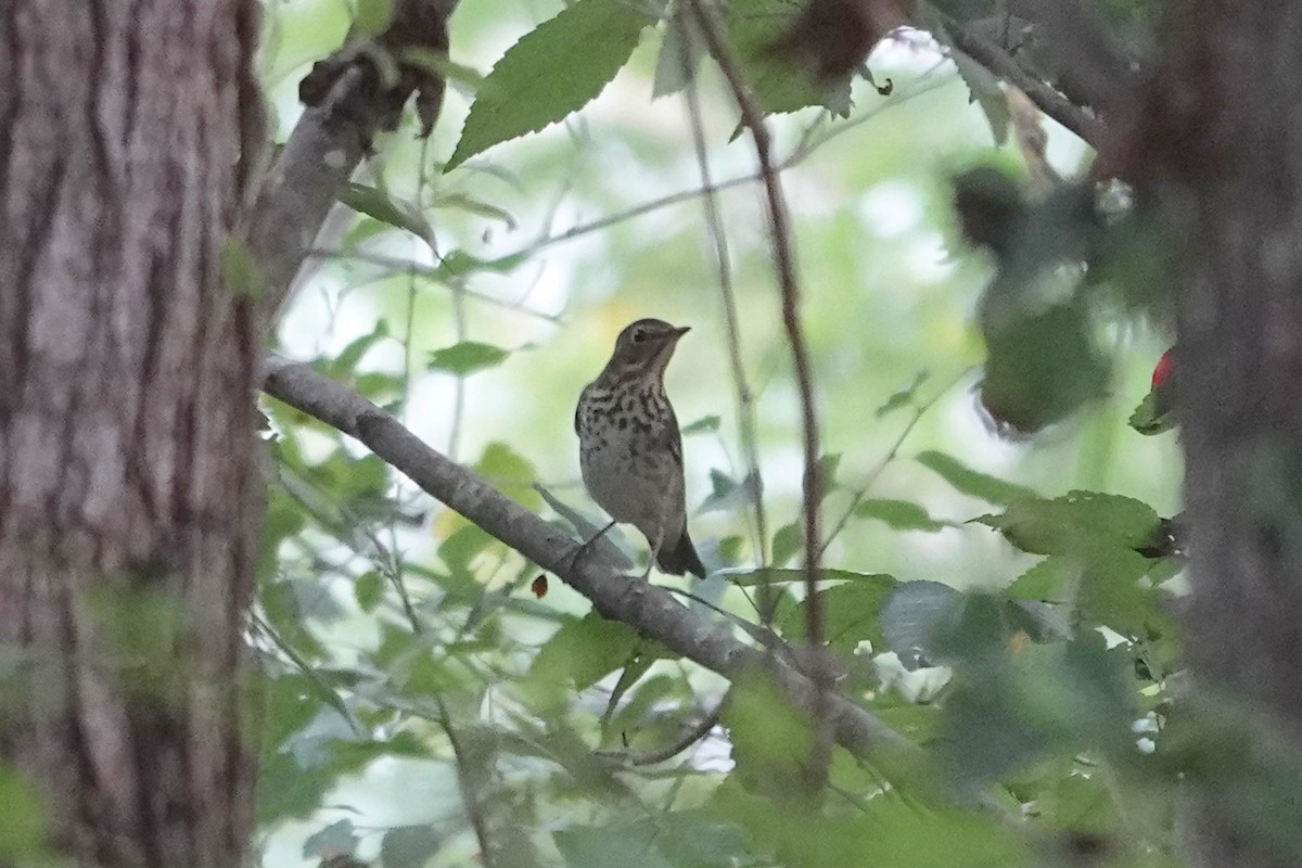 Swainson's Thrush - ML642559437