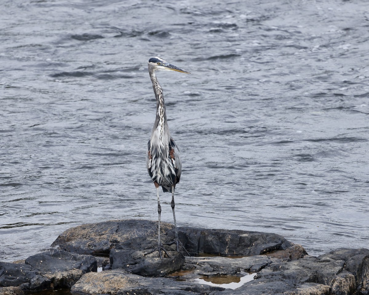 Great Blue Heron - ML642559439