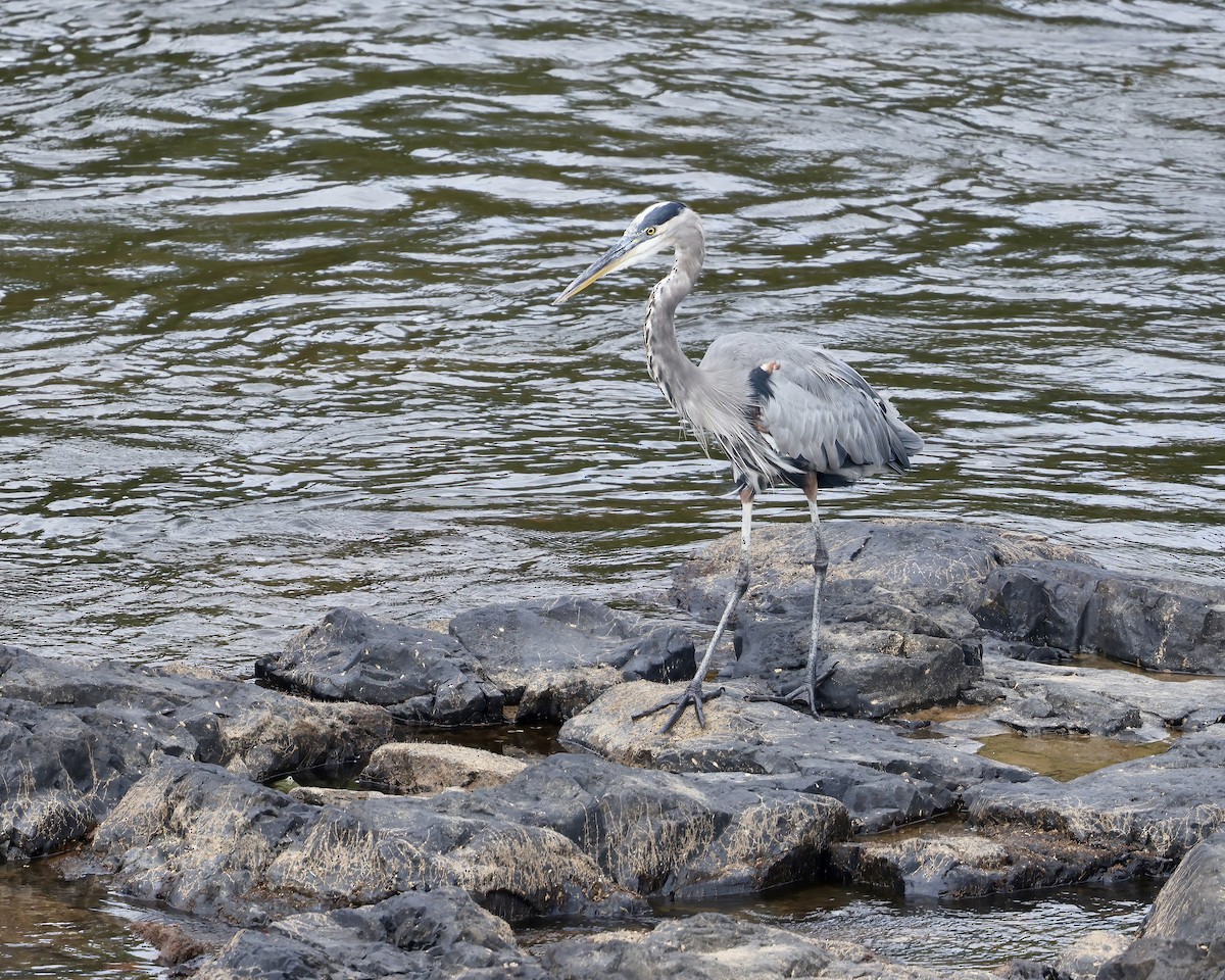 Great Blue Heron - ML642559440