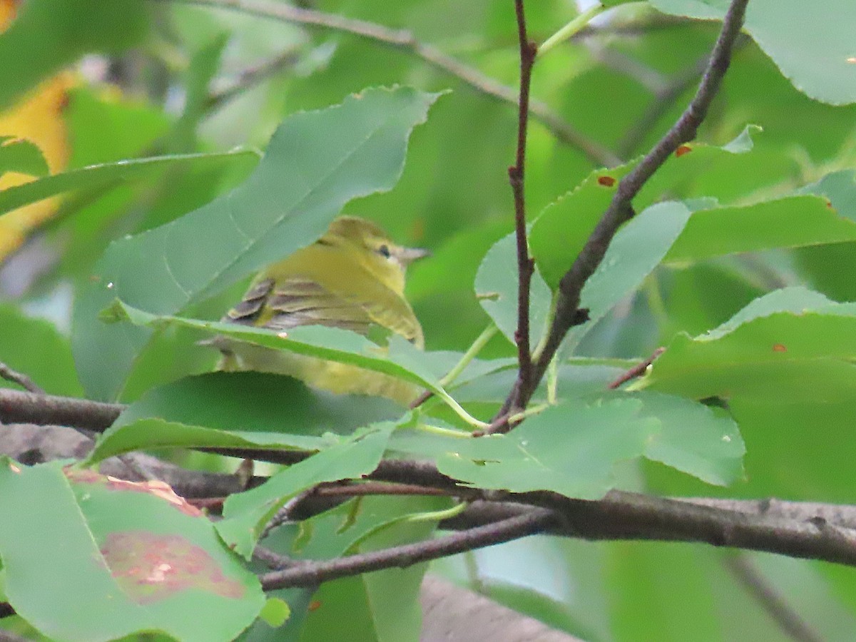 Vireo sp. - ML642559461