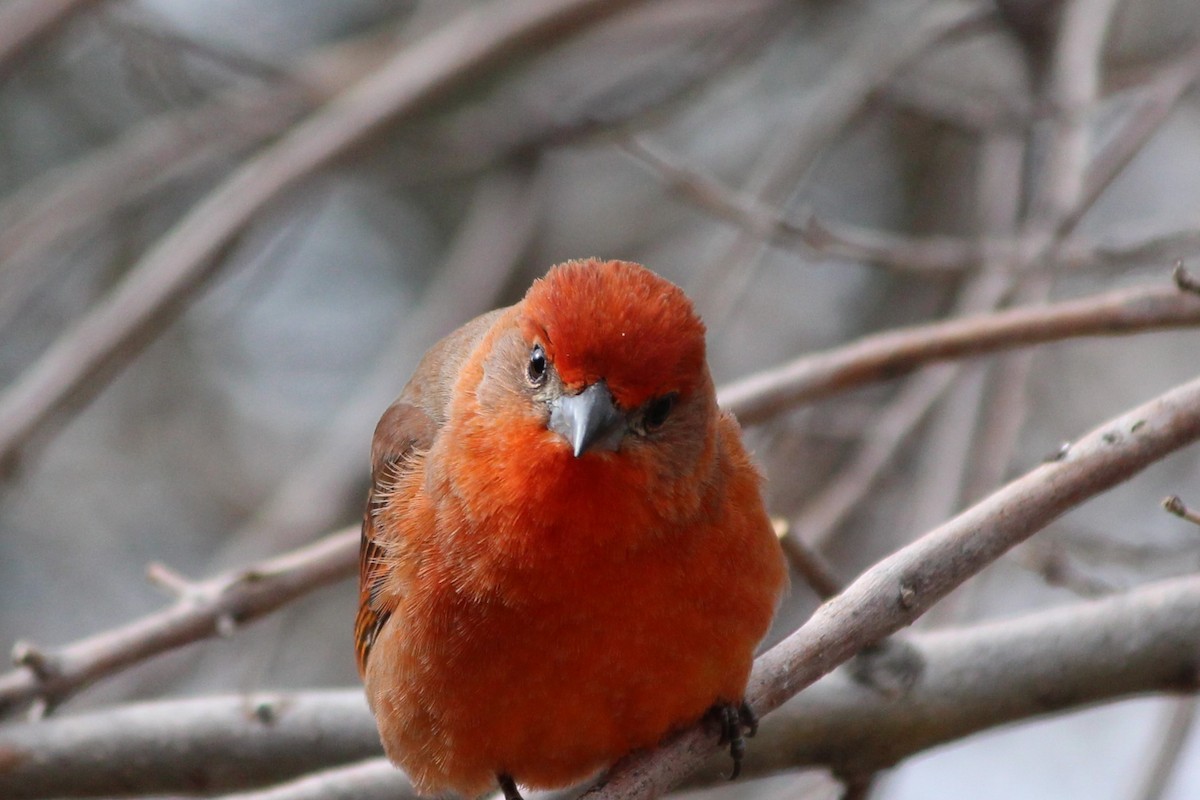 Hepatic Tanager - ML642559475