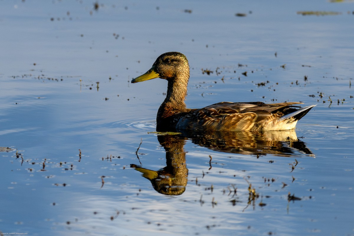 Canard colvert - ML642559498